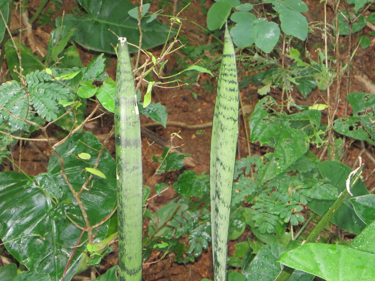 虎皮兰实拍