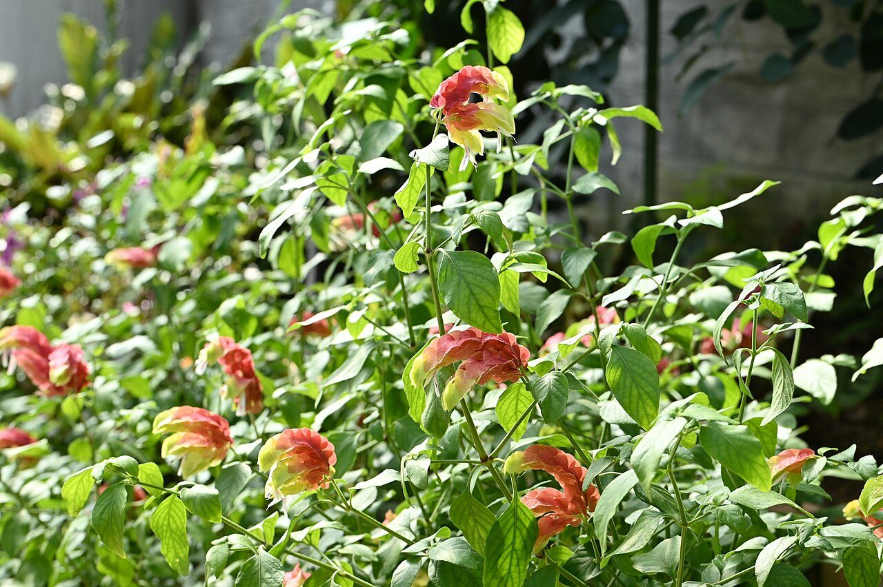 虾衣花实拍
