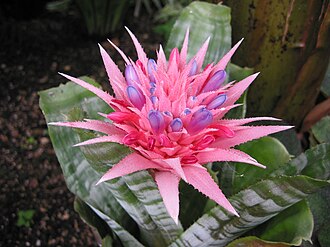 蜻蜓凤梨照片1