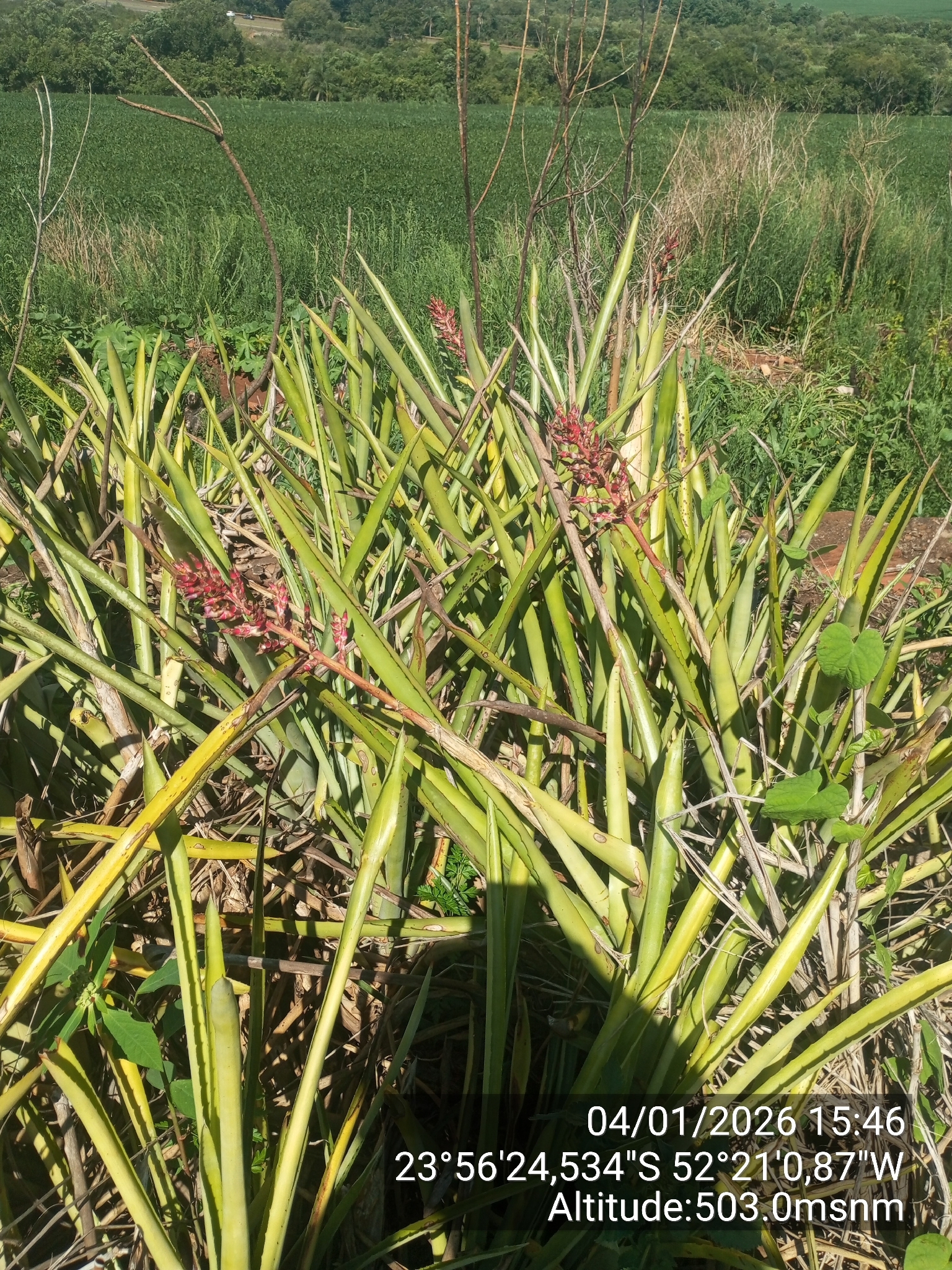 蜻蜓凤梨照片3