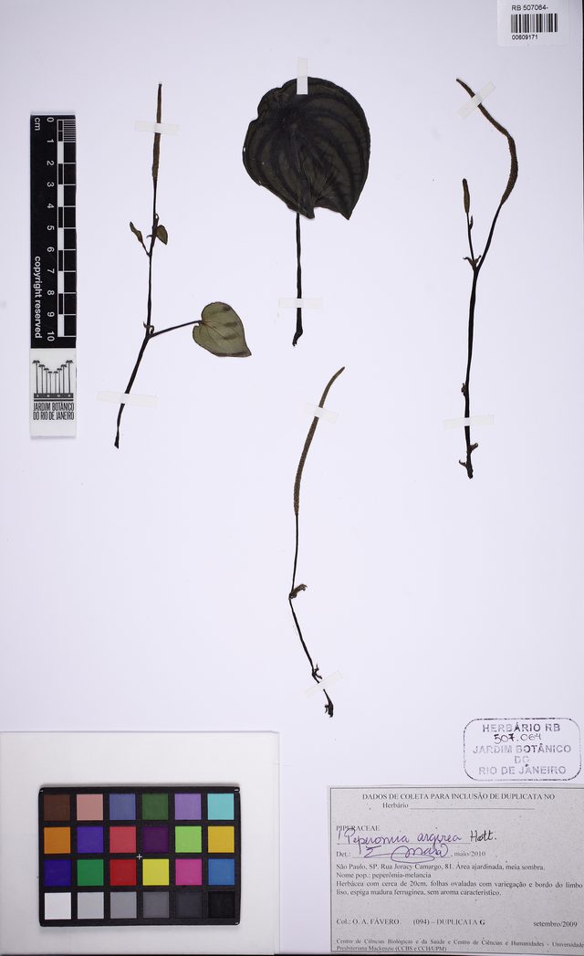 西瓜皮椒草