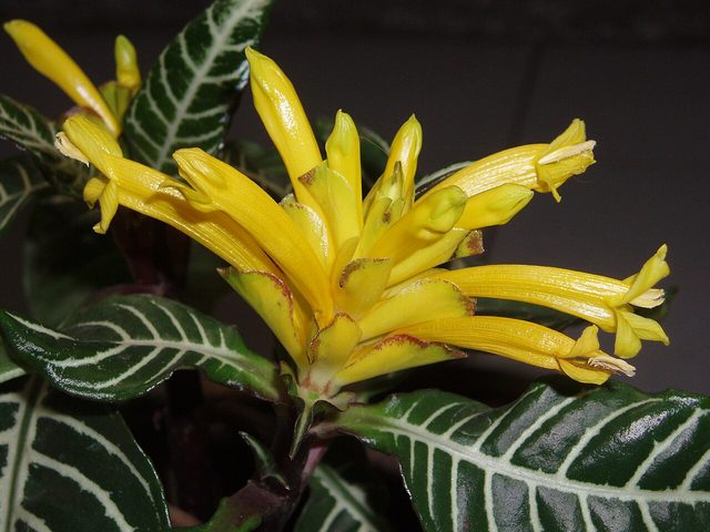 金脉单药花
