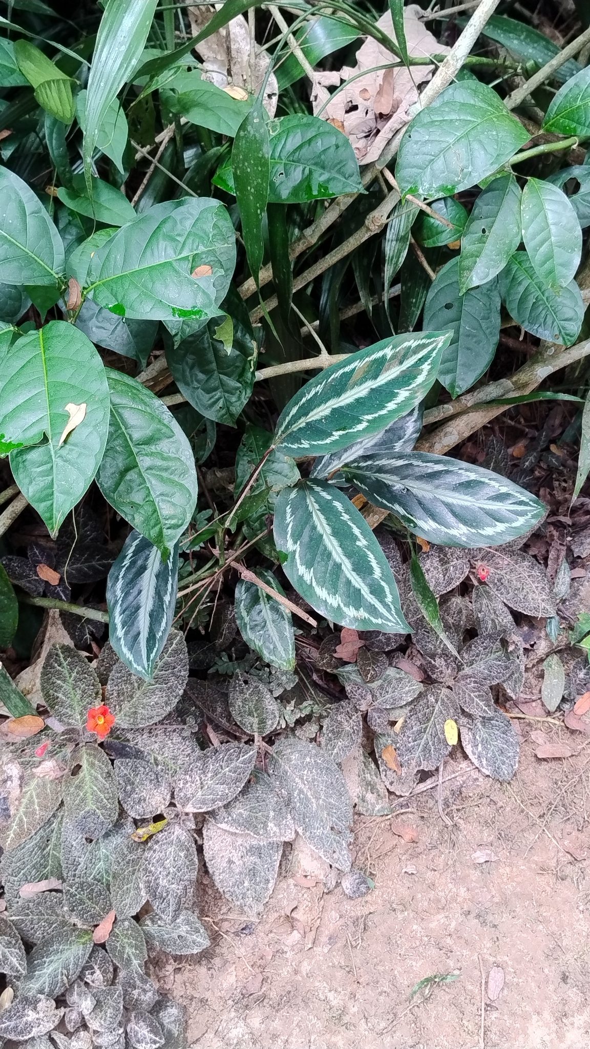 锦竹芋实拍