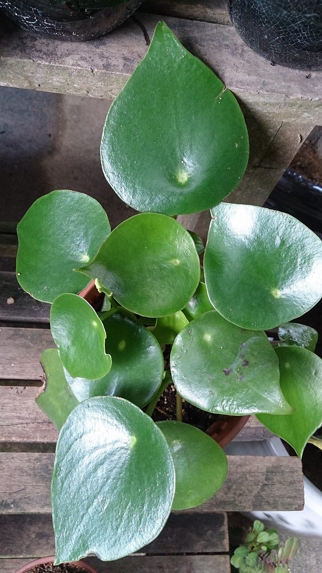 雨滴椒草
