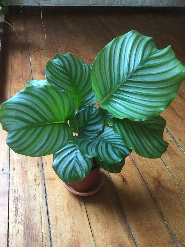 青苹果竹芋