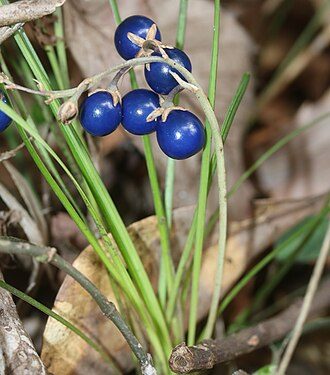 麦冬