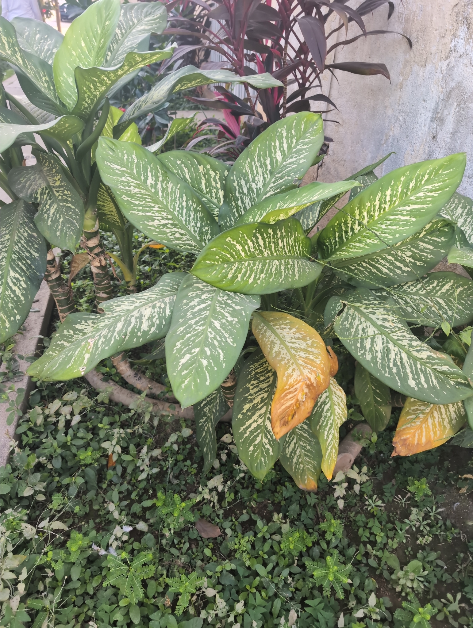 黛粉叶照片1