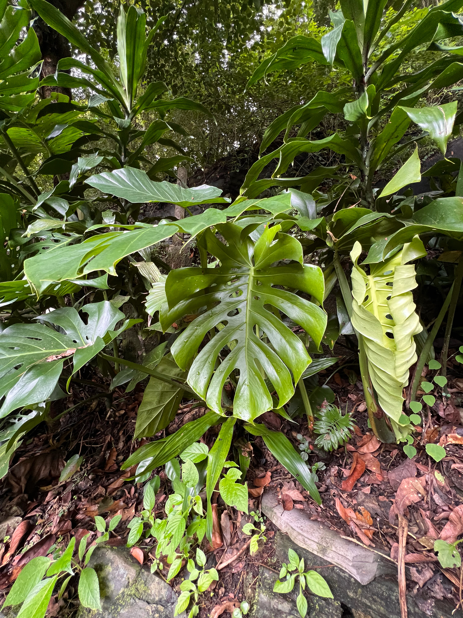 龟背竹 Monstera deliciosa