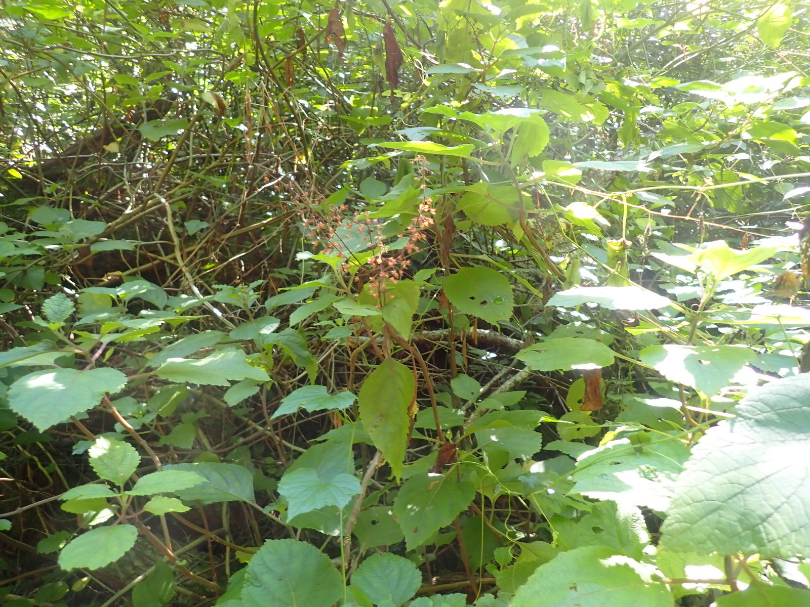 碰碰香照片3
