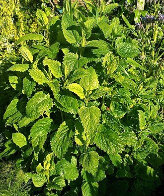 香蜂草照片1