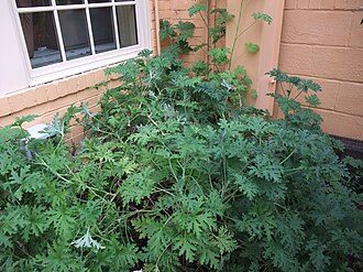 驱蚊草