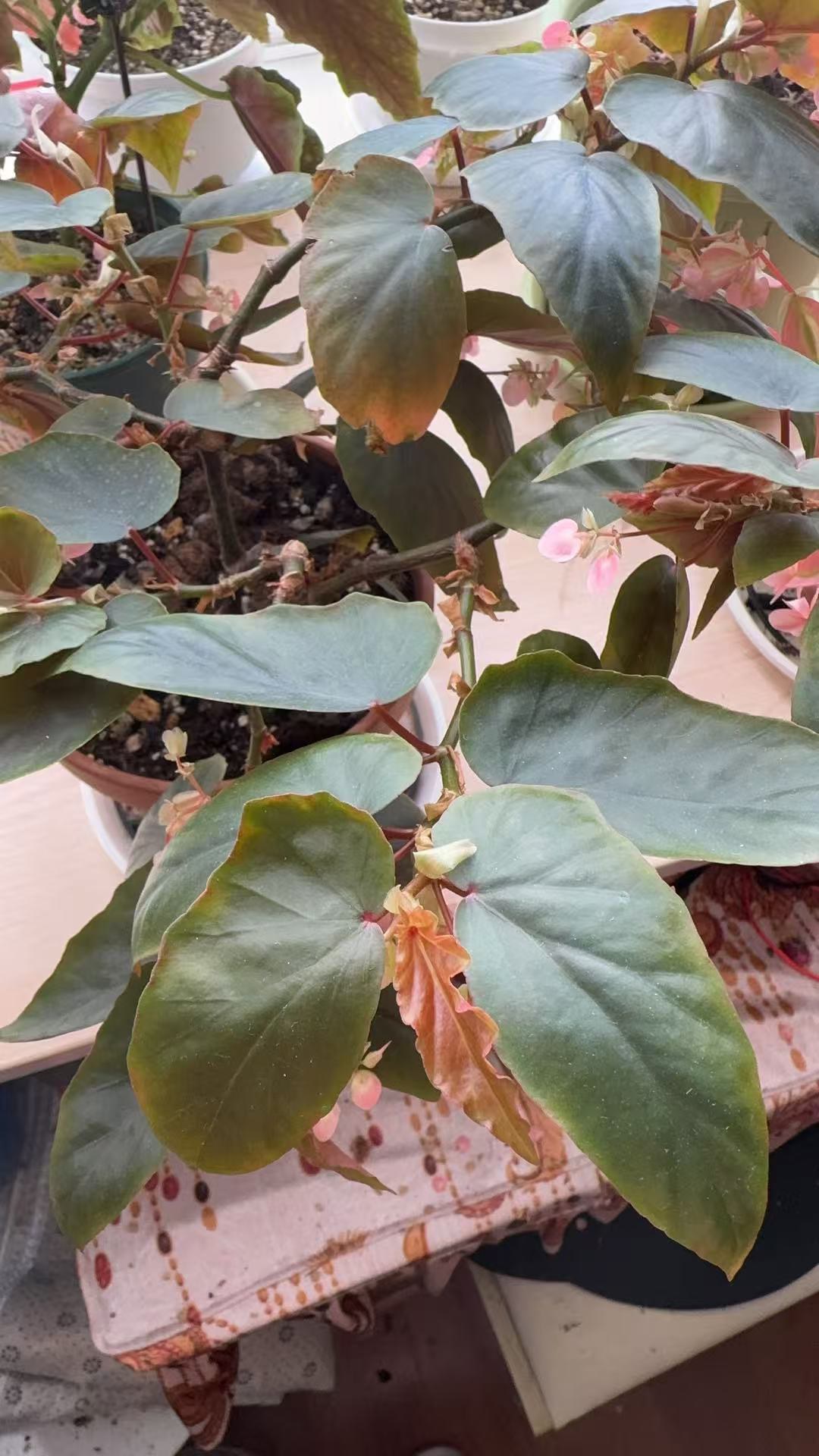 我家的梁山伯秋海棠