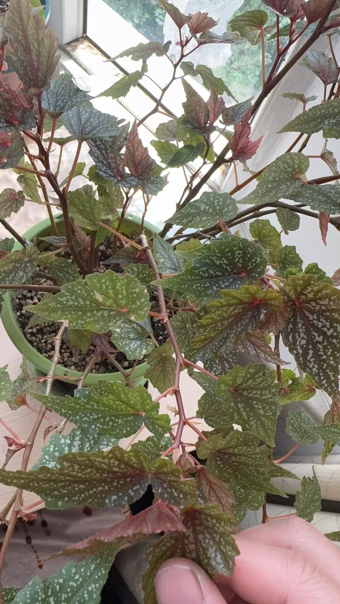 我家的豆沙秋海棠