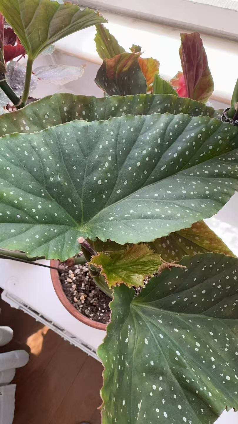 斑叶竹节秋海棠