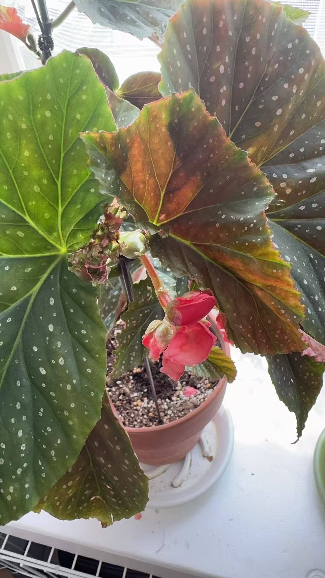 斑叶竹节秋海棠