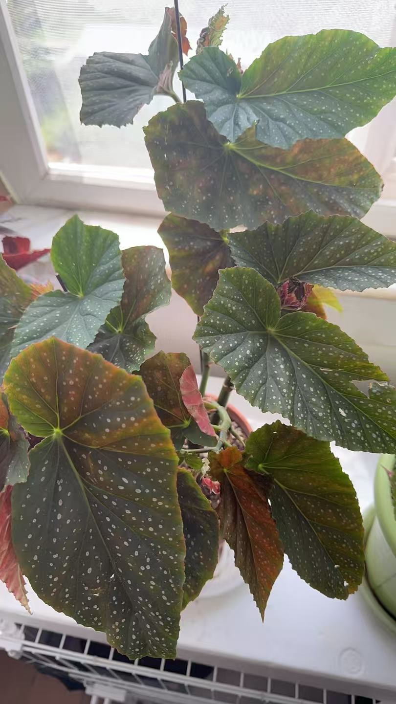 斑叶竹节秋海棠
