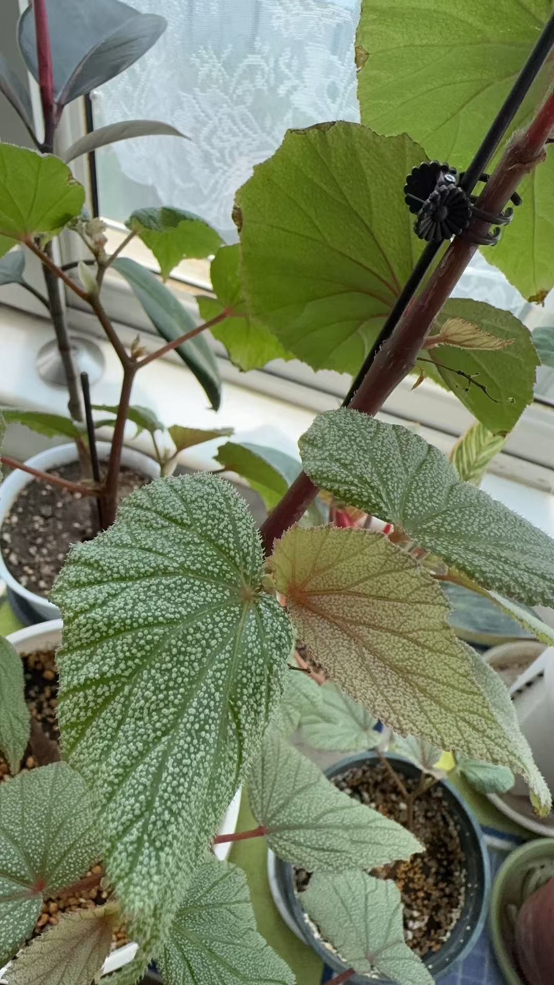 唐米勒竹节秋海棠