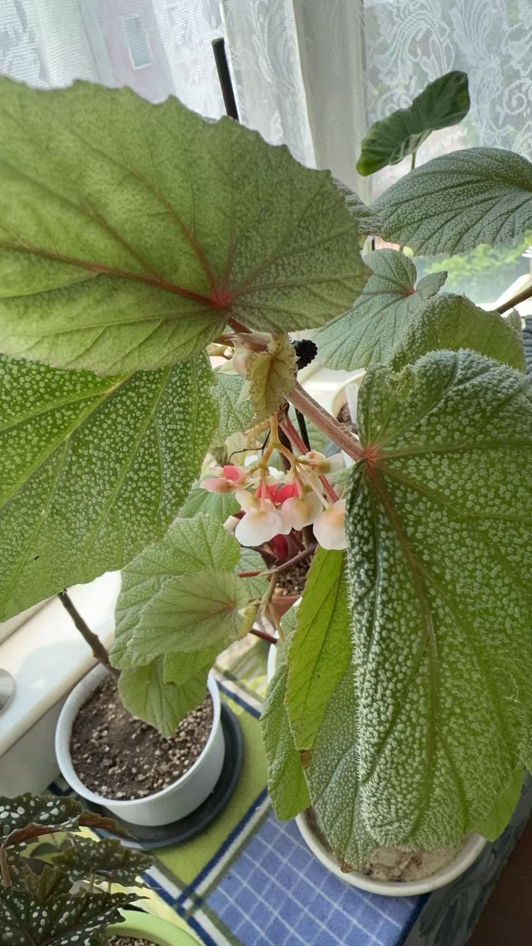 唐米勒竹节秋海棠