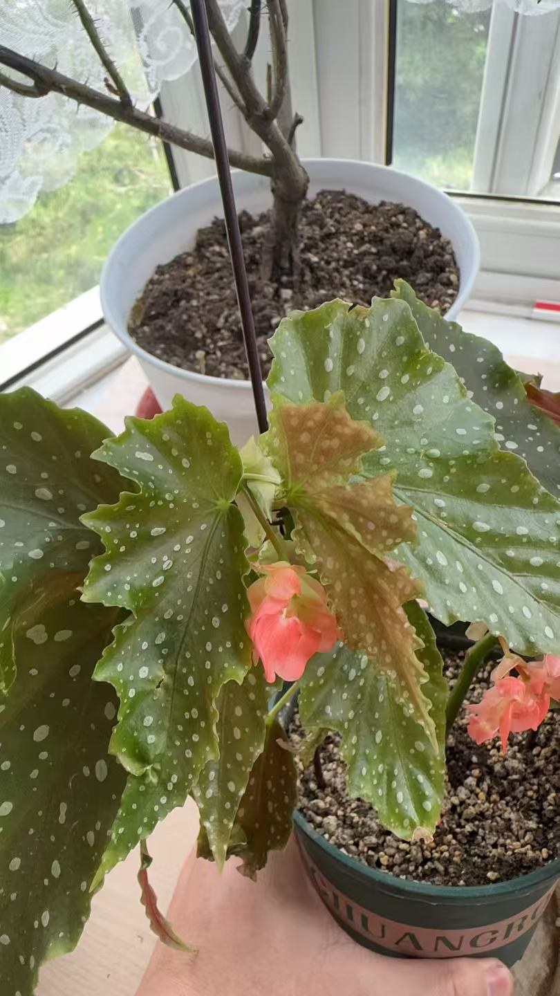 伊文之歌竹节秋海棠