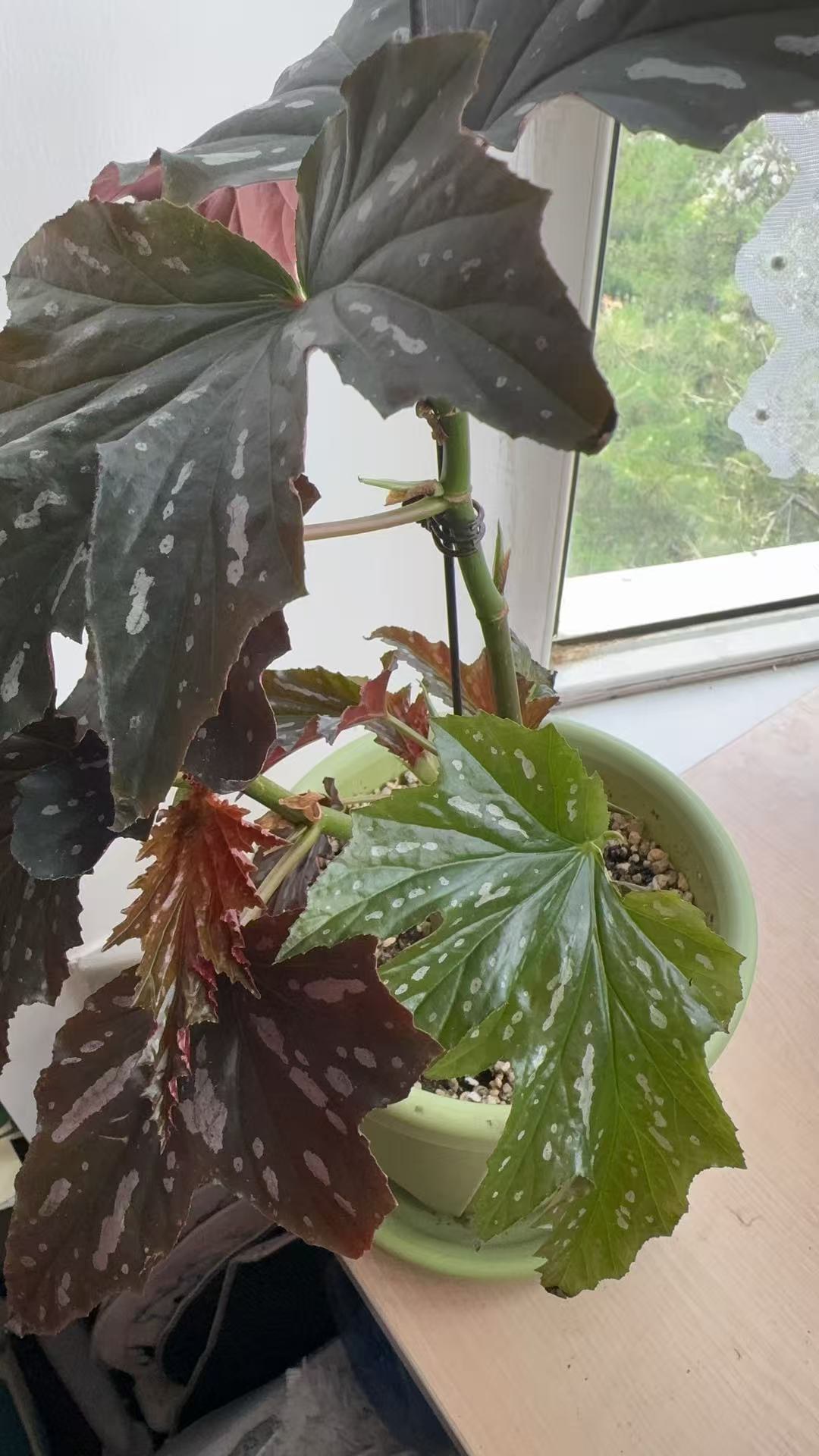 苏菲竹节秋海棠
