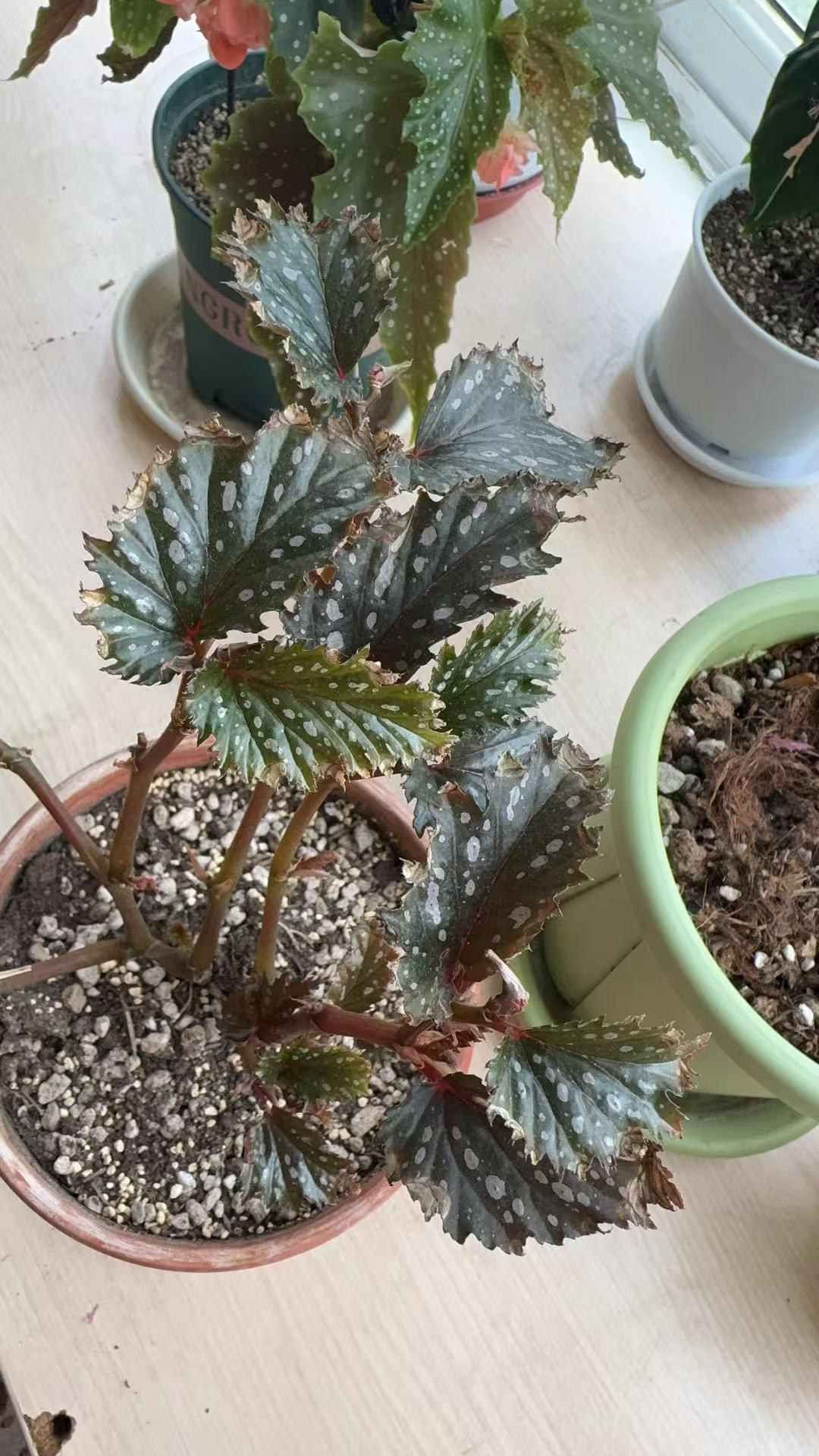 白点齿瓣竹节秋海棠