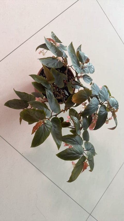 我家的梁山伯秋海棠