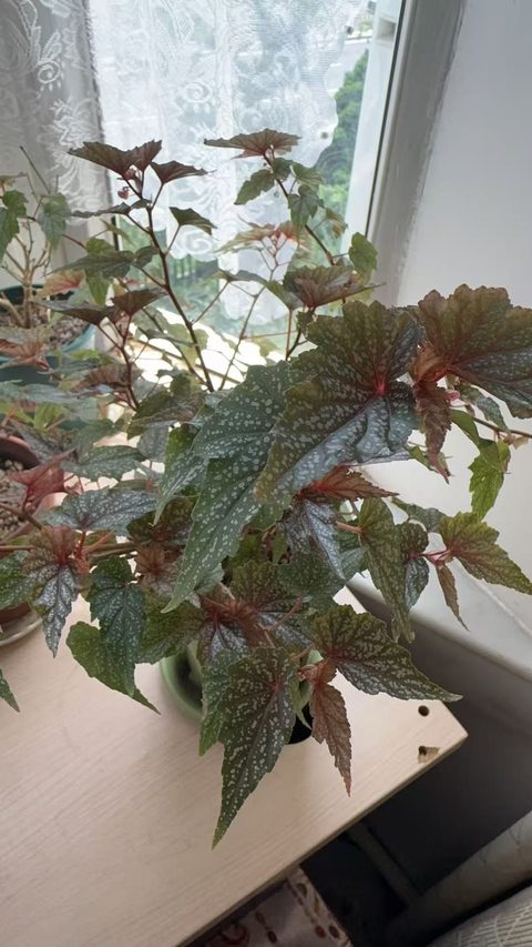 我家的豆沙秋海棠