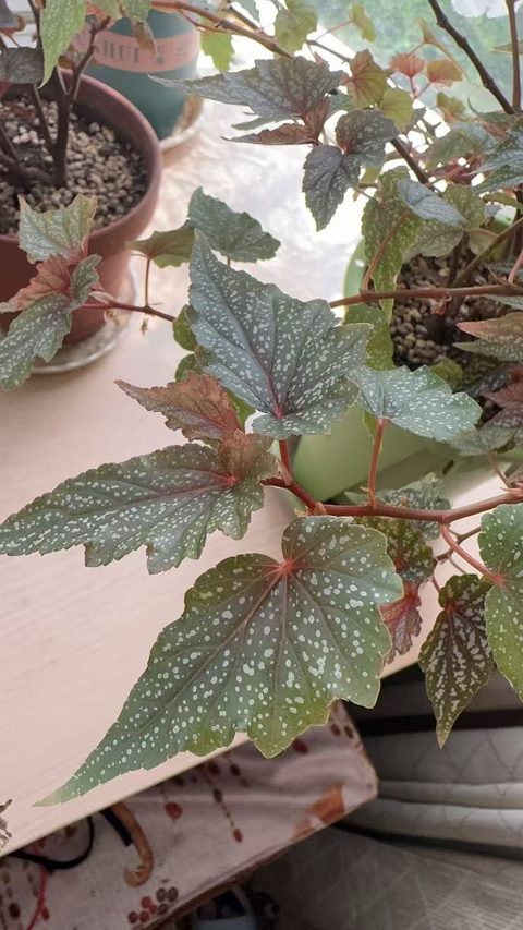 我家的豆沙秋海棠