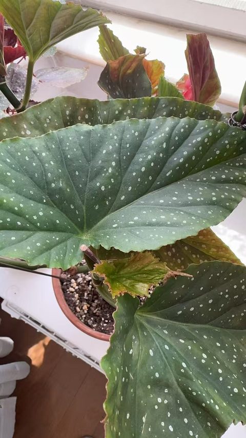 斑叶竹节秋海棠