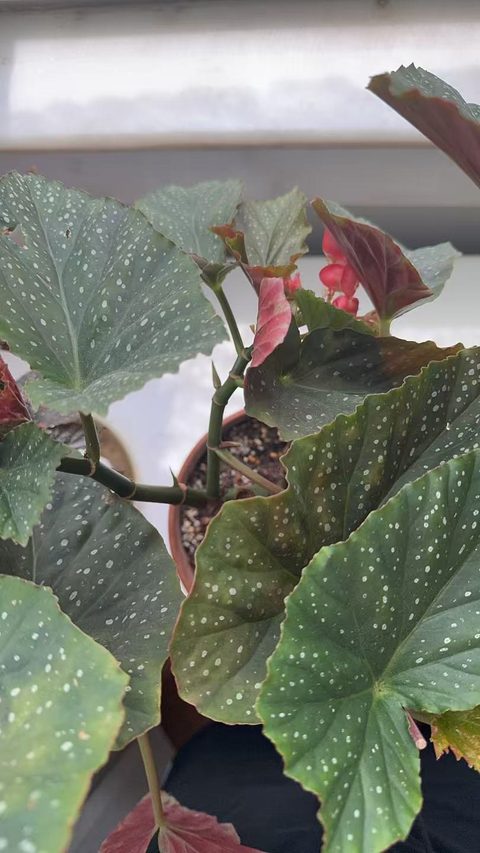 斑叶竹节秋海棠
