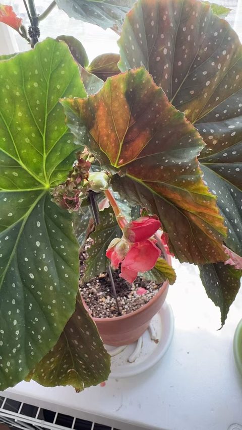 斑叶竹节秋海棠