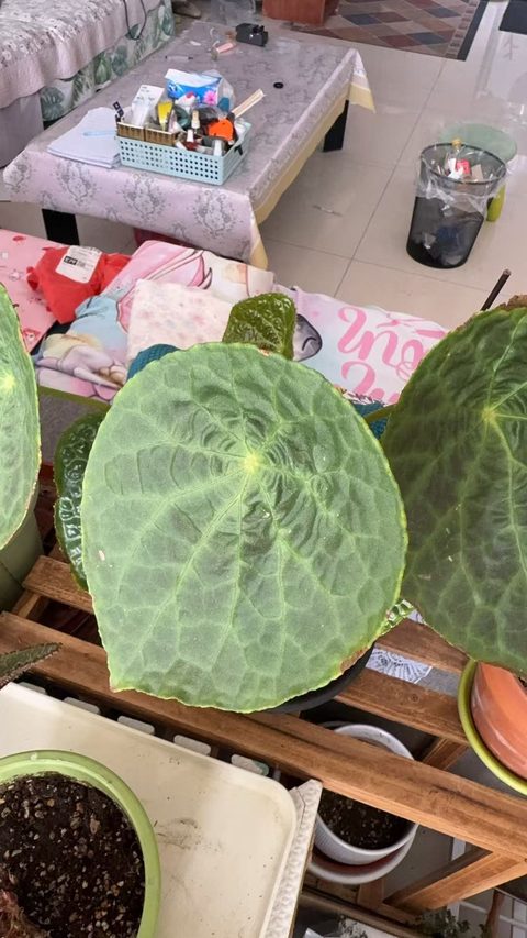 福寿秋海棠