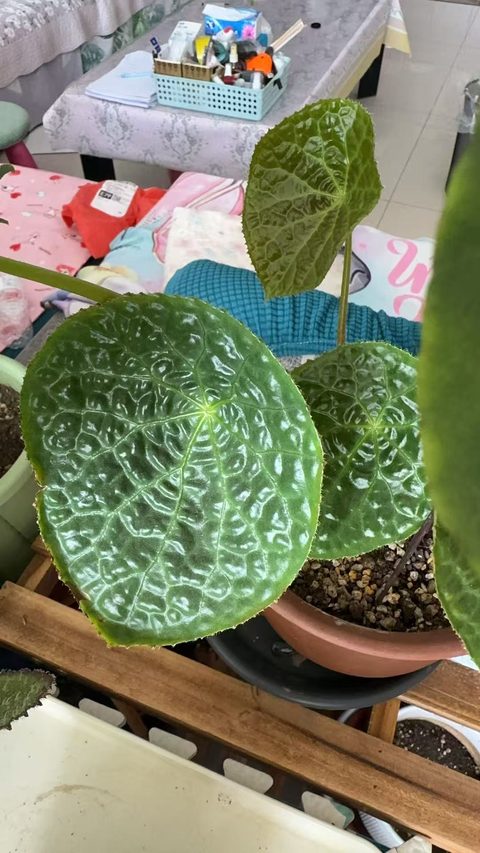 福寿秋海棠