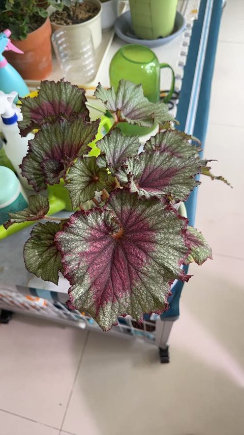 绮丽秋海棠