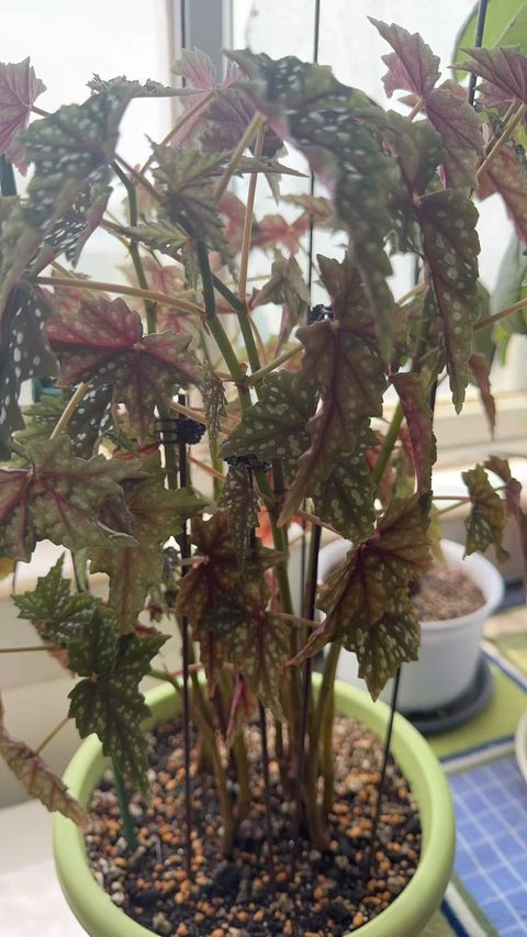 初云竹节秋海棠