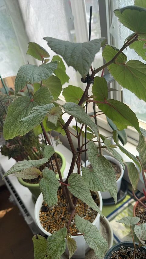 唐米勒竹节秋海棠