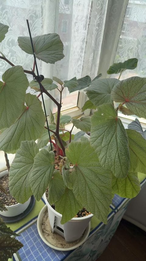 唐米勒竹节秋海棠