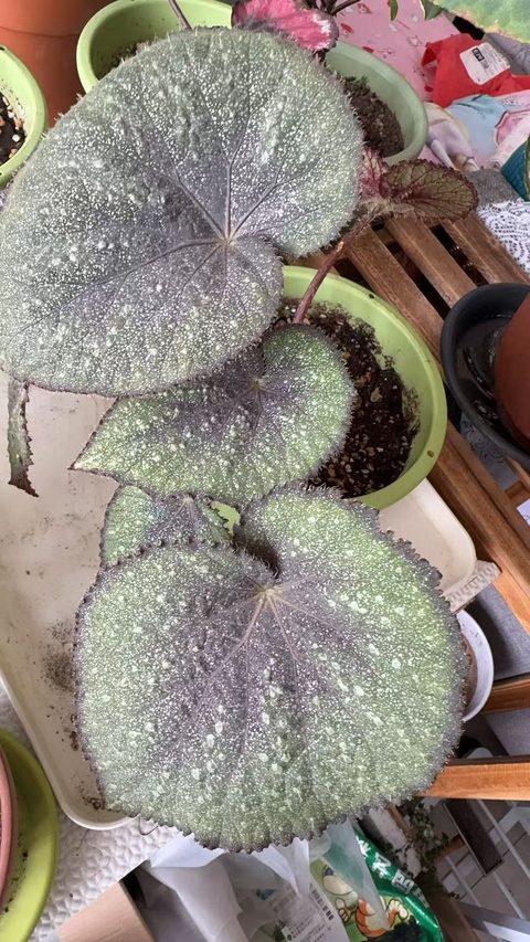 晨露秋海棠