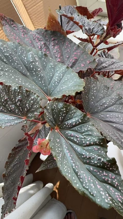 粉点竹节秋海棠