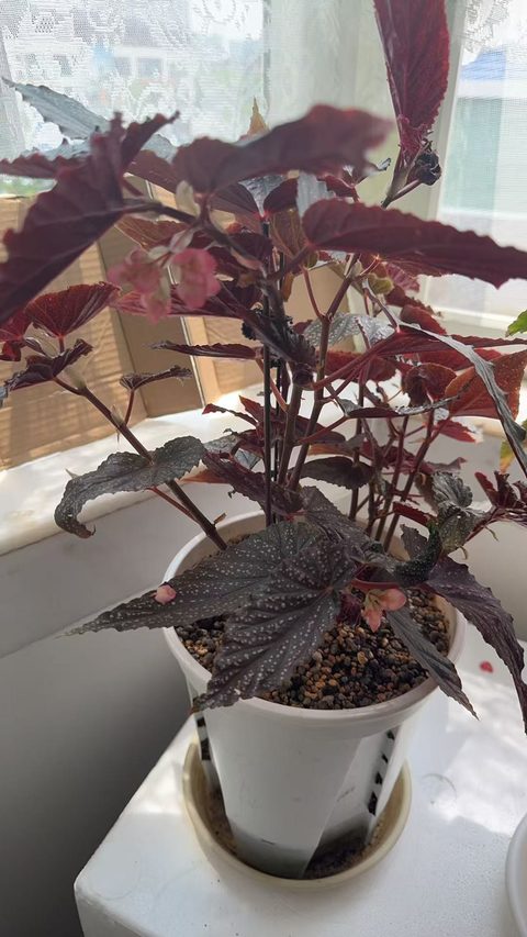 粉点竹节秋海棠