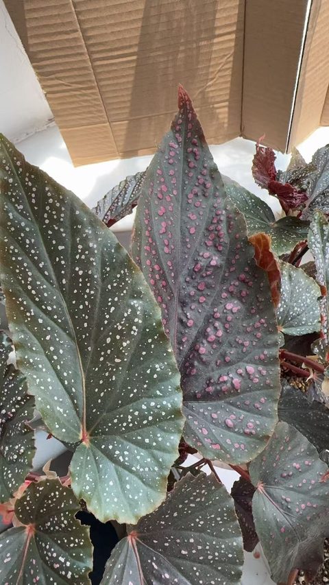 粉点竹节秋海棠