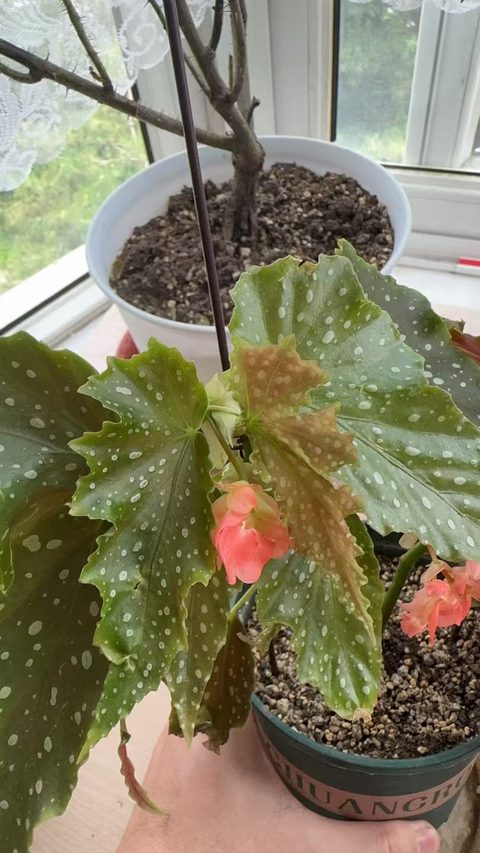 伊文之歌竹节秋海棠