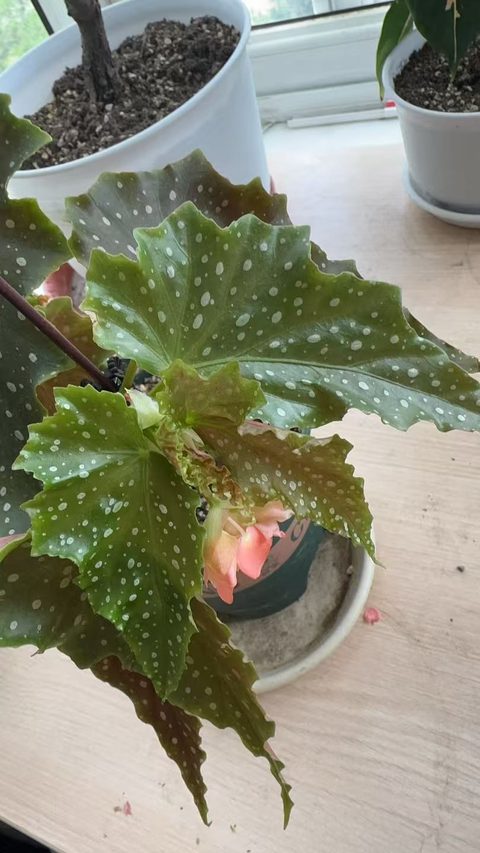 伊文之歌竹节秋海棠