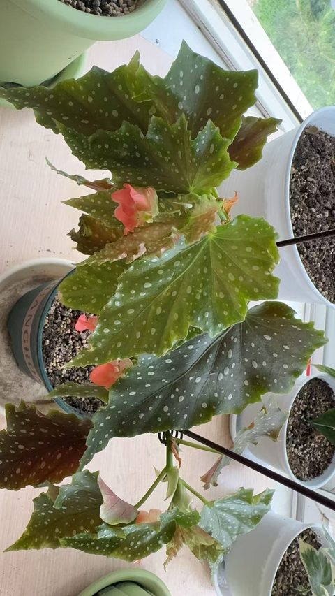 伊文之歌竹节秋海棠