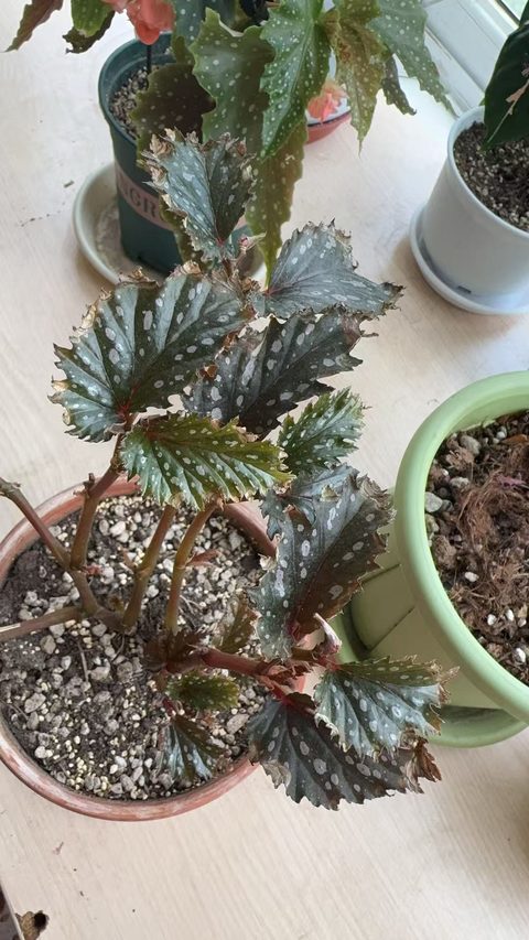 白点齿瓣竹节秋海棠