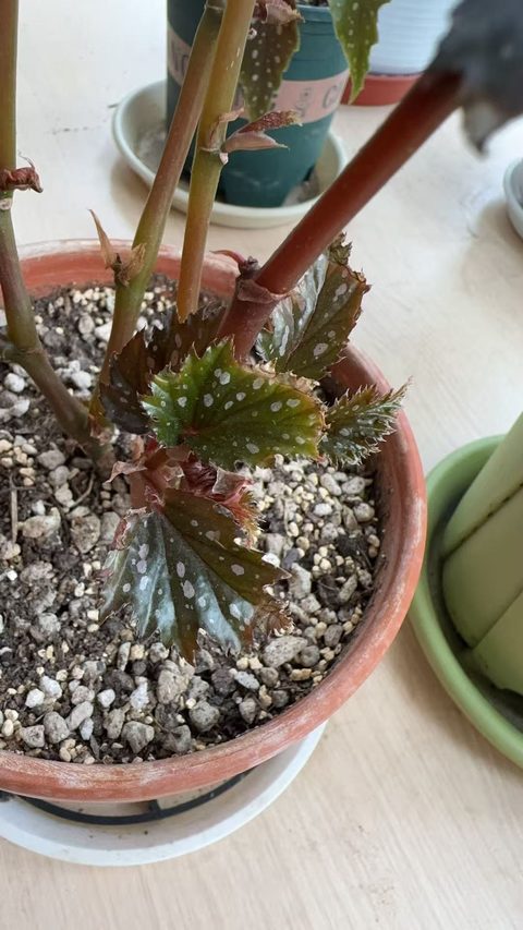 白点齿瓣竹节秋海棠