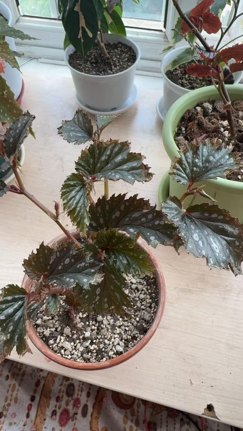 白点齿瓣竹节秋海棠